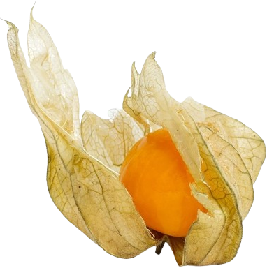 Physalis