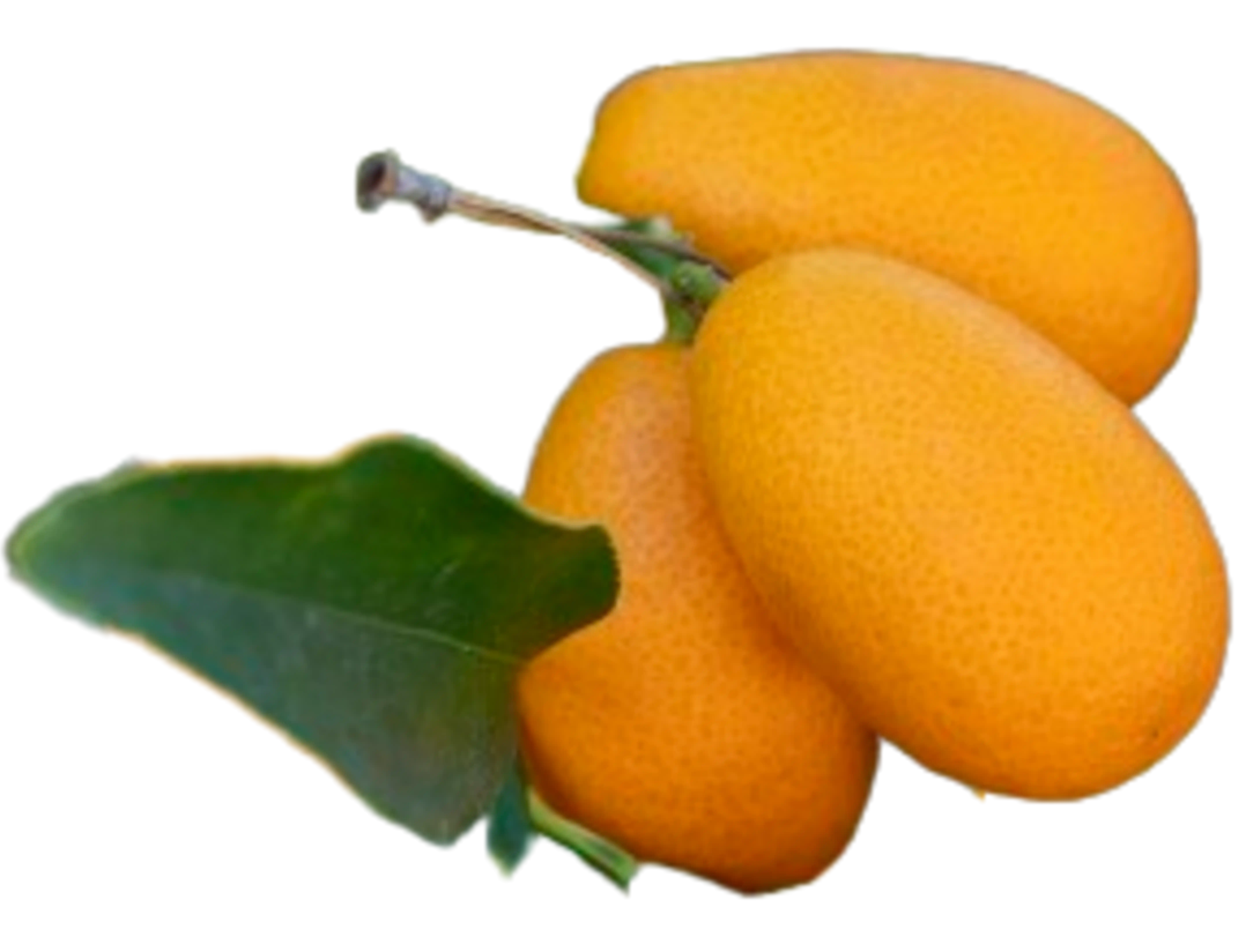 Kumquat